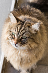 brown pet of livestock. siberian cat with long hair