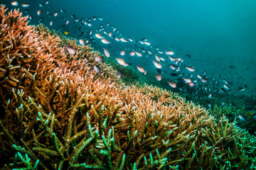 Naklejka na ściany i meble Underwater scuba diving scene, beautiful and healthy soft and hard corals surrounded by lots of tiny tropical fish. Bright colors, vibrant and lively, blue ocean background