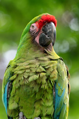 green parrot