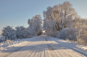 Fototapeta premium snowy road in a winter forest