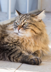Male brown pet of livestock. siberian cat with long hair