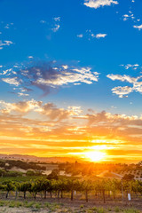Bright Sunset over the Vineyard