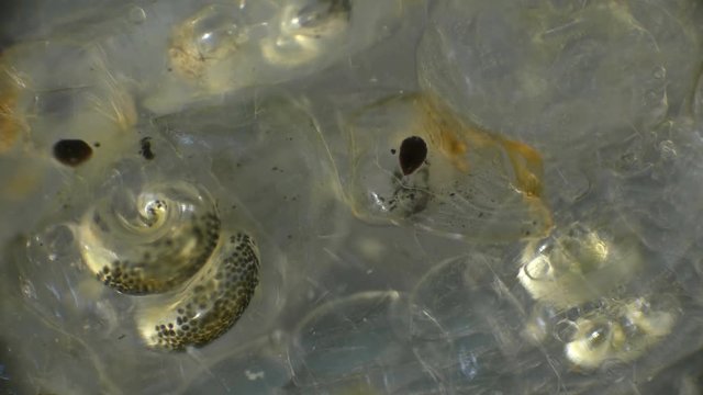 Chaoborus or Corethra is a mosquito insect larva used to feed fish, under a microscope 4K