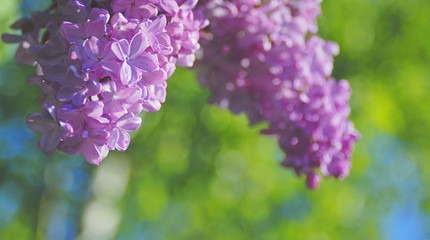 Obraz premium 花 春 素材