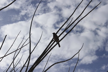 pajaro