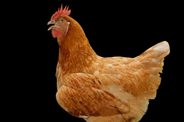 Hen with Black Background.