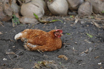Hen chick rearing in natural and soil black.