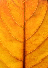 Close up of a yellow orange autumn leaf