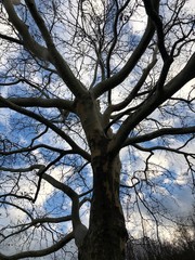 branch out