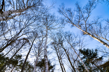 冬の白樺の木