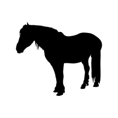 Shire draft horse