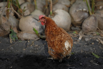 Hen chick rearing in natural and soil black.