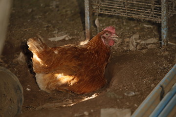 Hen chick rearing in natural and soil black.