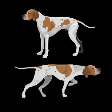 English pointer dogs