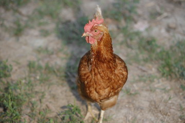 Chicken sitting./Hen chick rearing in natural and soil black.