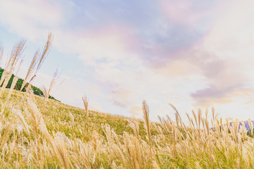 日本の秋 箱根仙石原のススキ草原