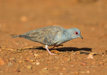 Diamond Dove searching for seeds on red outback ground