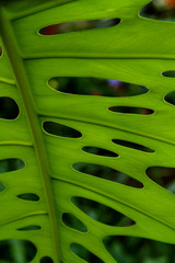 Fototapeta na wymiar Monstera deliciosa – Monstera leaf
