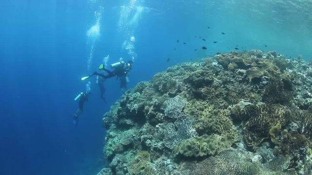 Scuba dive video underwater coral reef 