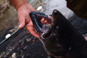 Black Gums of the Chinook Salmon - Identification