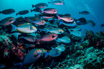 Underwater scuba diving scene, schooling fish swimming together around coral reef, blue ocean background