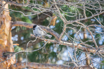 Free bird is sitting on branch of pine tree on spring morning.