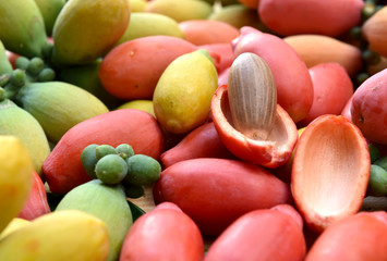 Gnetum gnemon melinjo belinjo from southeast Asia for traditional food. 