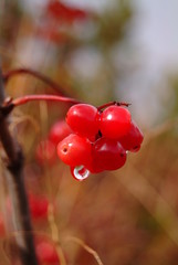 Viburnum edule - Berry Cluster