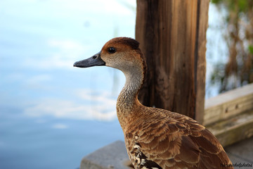 duck