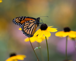 A monarch butterfly feeding on a yellow cone flower.