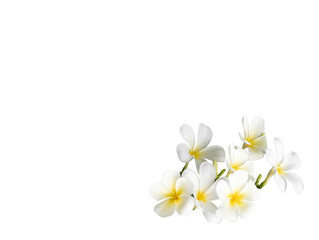 Fototapeta na wymiar bouquet white plumeria with path