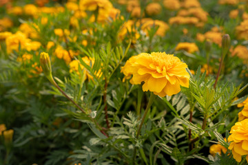 yellow marigold in field