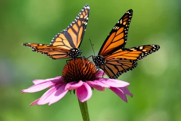 Foto op Aluminium Twee monarchvlinders die zich voeden met een roze kegelbloem. © Dave
