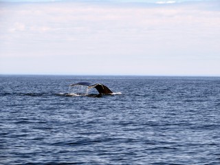 Fototapeta premium Whale watching in the open ocean viewing a humpback whale submerging off the coast of Bonavista, Newfoundland and Labrador, Canada