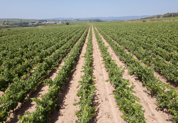 Fototapeta na wymiar Aerial view of vineyard plantations