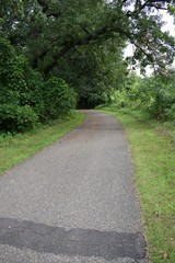 Path through the trees