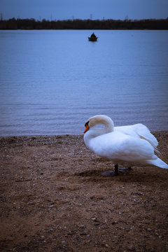 Der Angler und der Schwan