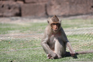 Crab-eating Macaque monkey sitting on the greensward.