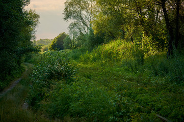 Railroad overgrown with shrubs and trees. Summer evening in rural areas. Ukraine Kiev region.