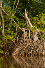 Naklejka na ściany i meble Mangrove Tree Root System
