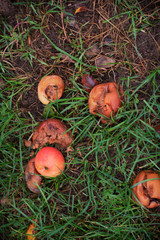 Spoiled apples fallen on the grass