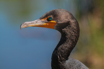 Double-crested Cormorant in Florida Everglades