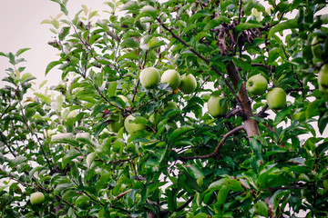 Fresh golden apples ready to be picked