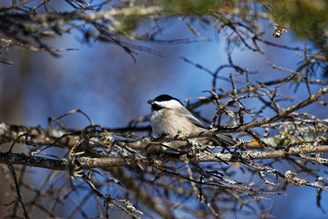 A Black-capped Chickadee holds a seed in it’s beak. These cute songbirds can be found in rural and urban areas and are a frequent visitor to bird feeders.