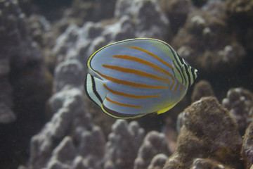 Fototapeta na wymiar Ornate Butterflyfish off Maui, Hawaii