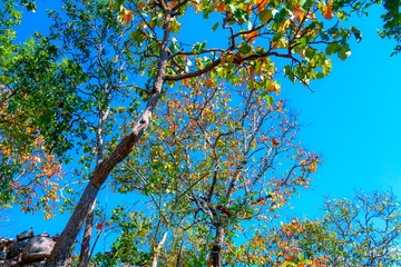Amazing Autumn beautiful leaves yellow and orange trees