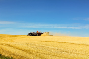 Grain Field Harvest on Idaho Farm