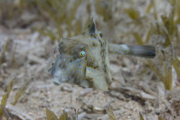 Camel Cowfish in Red Sea off Dahab, Egypt