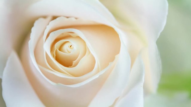 White Blooming Rose Macro Time Lapse with Soft Focus