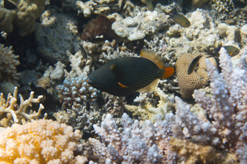 Fototapeta na wymiar Orange-Lined Triggerfish on Coral Reef in Red Sea off Sharm el Sheikh, Egypt